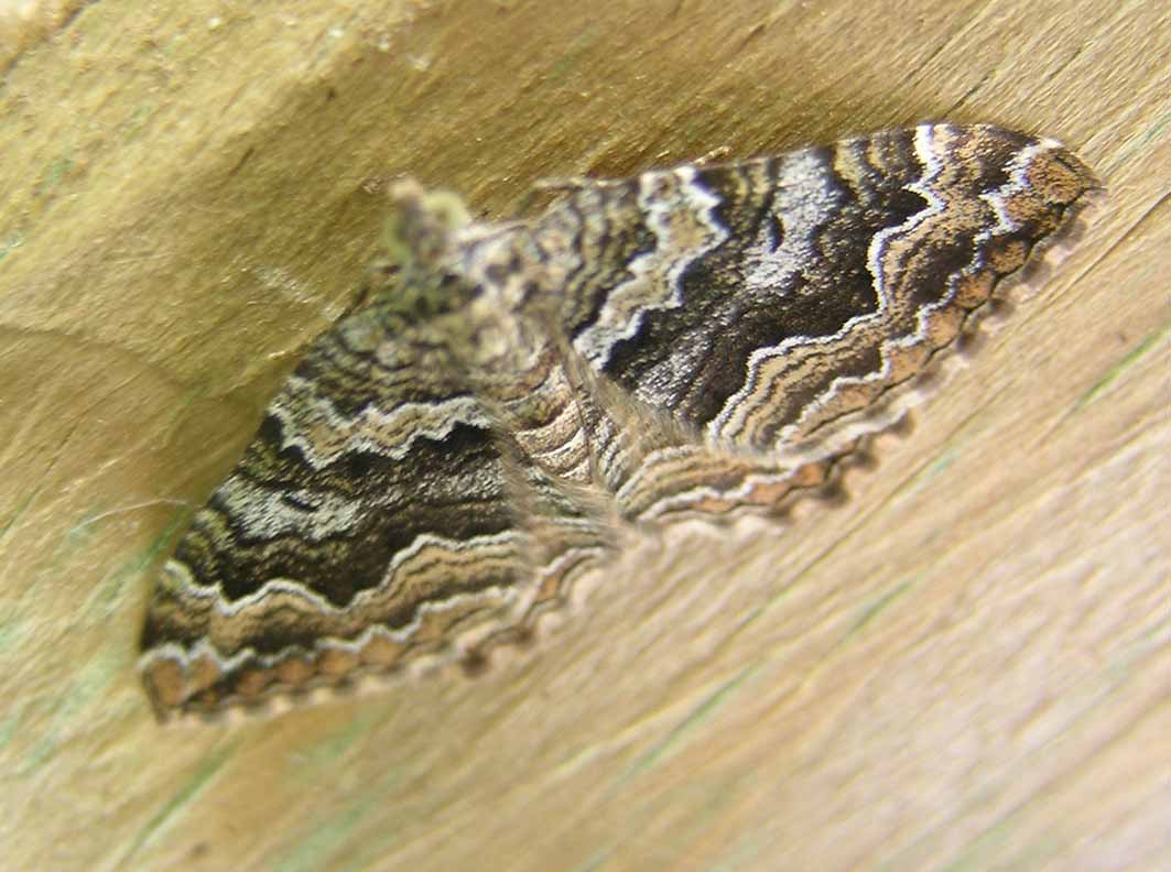 Camptogramma bistrigata, Epirrhoe sp.  e Larentia clavaria